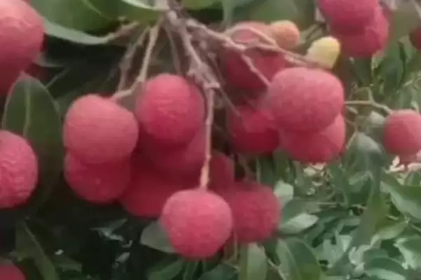图片[2]-荔枝的成熟季节 ,荔枝为什么在 5-8 月成熟呢？-会东网
