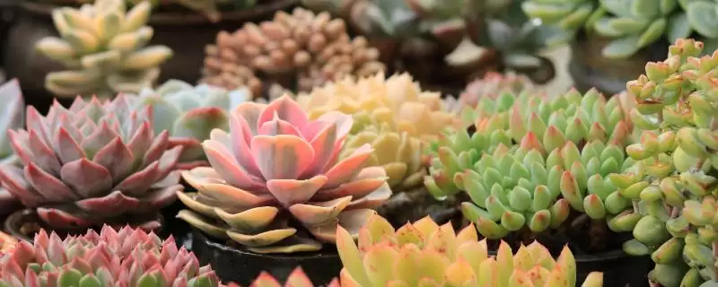 夏天养多肉植物的方法和要点?夏季养殖多肉植物要掌握哪些关键方法?-会东网