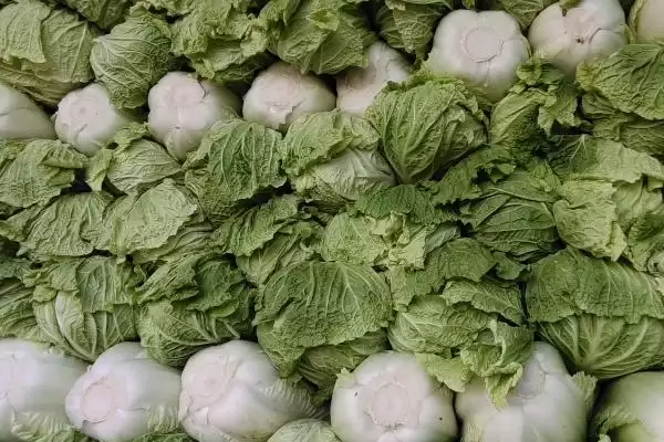 图片[5]-夏季适合种植蔬菜的种类和要点？夏季选种蔬菜需关注哪些品种？-会东网