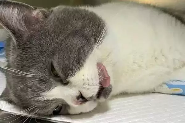 图片[5]-为什么猫咪绝育的时间要趁早？探讨猫咪早绝育原因要分析哪些猫咪健康、繁殖和行为要点？-会东网