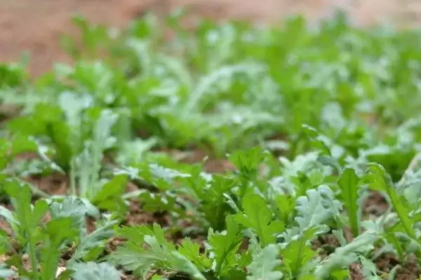 图片[2]-茼蒿能割几茬？了解茼蒿收割茬数要考虑哪些生长周期和养护要点？-会东网