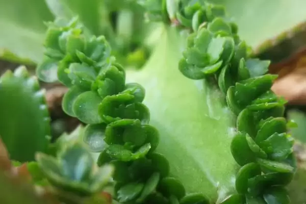 图片[4]-落地生根是怎样的植物 ,落地生根属于什么科植物-会东网