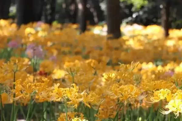 图片[2]-种植石蒜的方法和重点？种植石蒜要做好哪些细节？-会东网