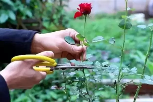图片[6]-掌握月季春季管理技术的方法和重点？掌握月季春季管理技术要做好哪些细节？-会东网