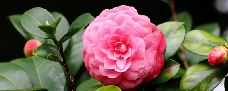 山茶花的花语？了解山茶花花语要探究哪些文化象征意义？-会东网
