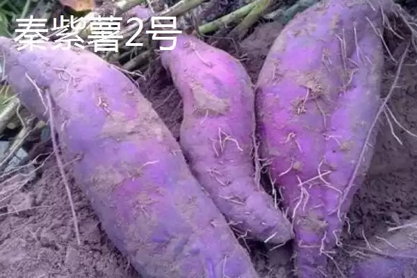 图片[4]-紫薯品种的种类和要点？了解紫薯品种需关注哪些关键信息？-会东网