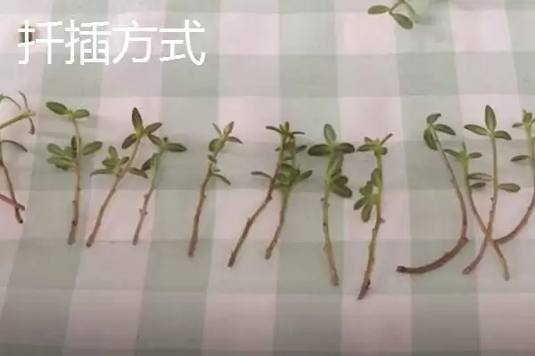 图片[4]-太阳花秋天能扦插吗？判断太阳花秋天能否扦插要考虑哪些环境和生长因素？-会东网