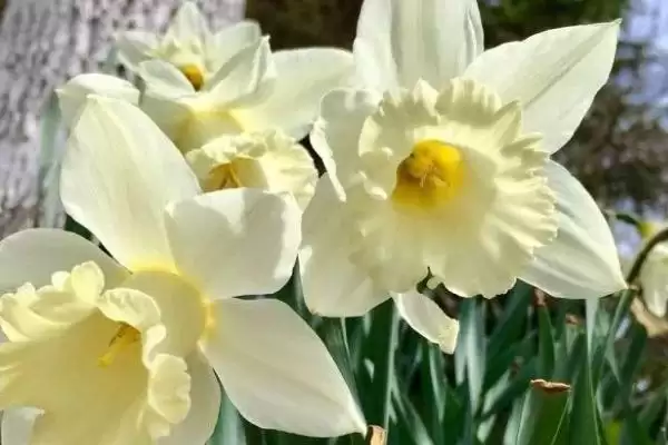图片[3]-水仙的花期如何控制？控制水仙花期要掌握哪些有效的环境调控和养护方法？-会东网