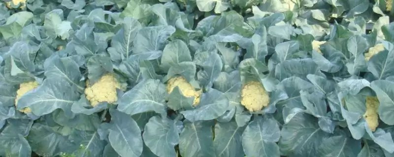 种植有机花菜的方法和重点？种植有机花菜要做好哪些细节？-会东网