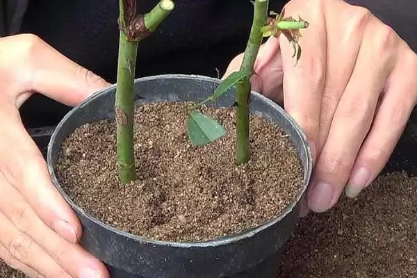 图片[4]-盆栽月季花养殖攻略：选择陶制花盆的优势与技巧-会东网