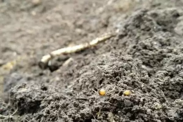图片[4]-蚯蚓粪的作用及用途详解：改土培肥等多种价值-会东网