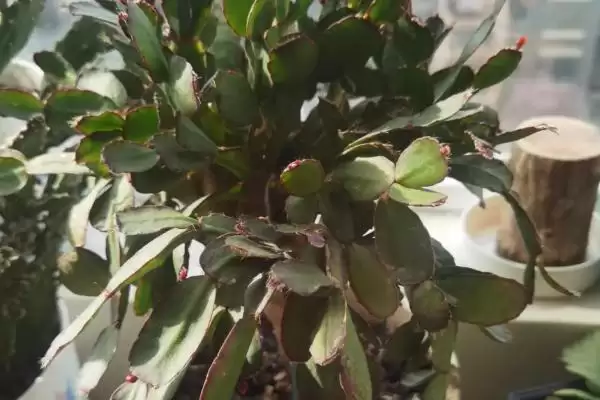 图片[7]-蟹爪莲长骨朵后是否浇水的要点和判断？确定蟹爪莲浇水时机需考虑什么？-会东网