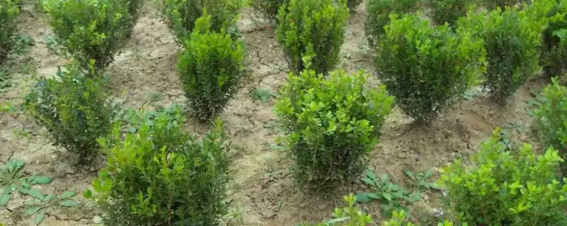 什么是珍珠黄杨？认识珍珠黄杨要了解哪些关键的植物形态和特性？-会东网