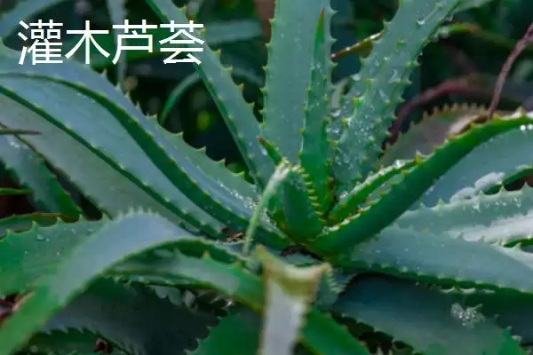 图片[5]-芦荟有哪些常见的种类 ,常见的芦荟种类有哪些-会东网