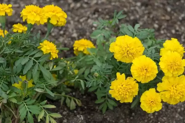图片[2]-万寿菊的种植方法？种植万寿菊要遵循哪些科学的种植步骤和管理要点？-会东网