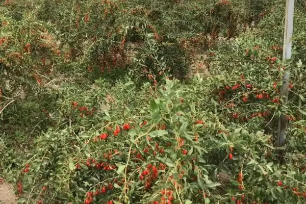 图片[2]-种植枸杞的效益和前景？种植枸杞需关注哪些经济收益方面？-会东网