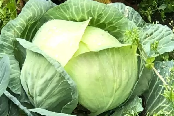 图片[2]-卷心菜的形态特征 ,卷心菜具有怎样独特的形态呢？-会东网