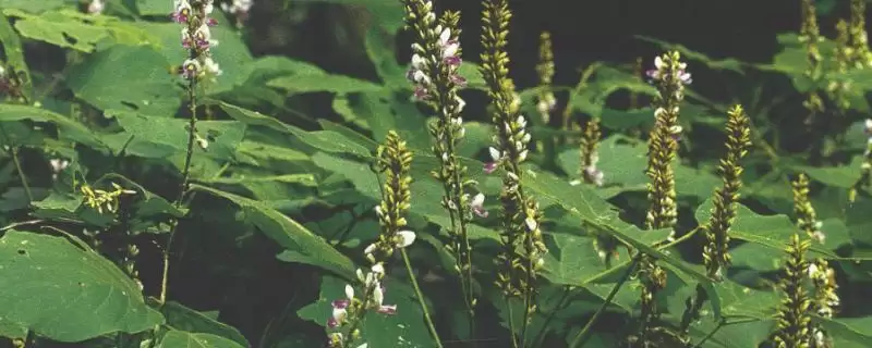 种植中草药的方法和要点？种植中草药要掌握哪些关键步骤？-会东网