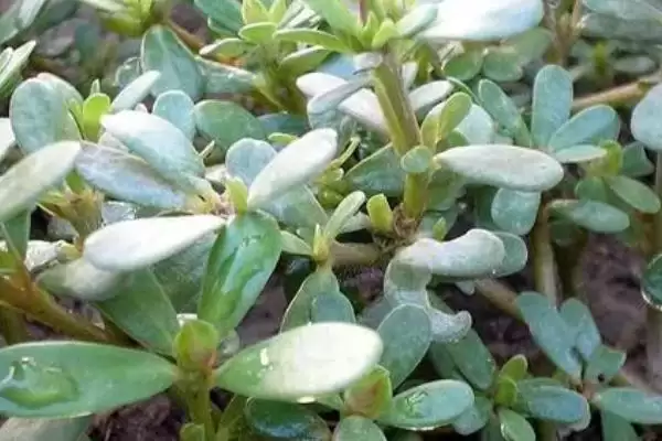 图片[3]-马齿苋有哪些特征 ,马齿苋的茎和叶片是什么样-会东网