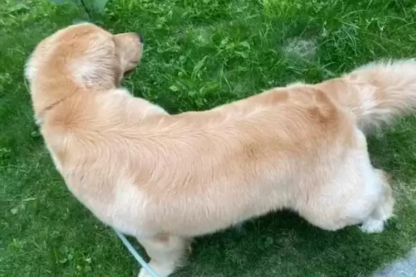 金毛犬表达情绪的方式 ,金毛怎样表现它的心情状态插图2 金毛犬表达情绪的方式 ,金毛怎样表现它的心情状态插图2