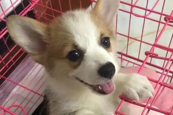 图片[2]-柯基幼犬的饲养注意事项 ,柯基幼犬饲养如何保护牙齿呢？-会东网