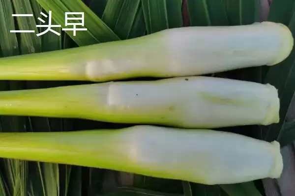 图片[4]-种植茭白的环境要求和要点？种植茭白需关注哪些环境要素？-会东网
