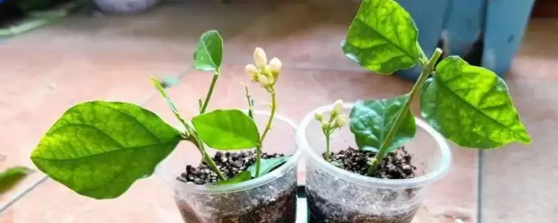 茉莉的繁殖方法主要有哪几种呢 ,茉莉繁殖可采用扦插或压条的方法-会东网