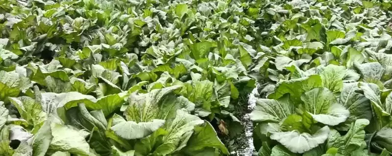 了解种荠菜适用土壤的方法和重点？了解种荠菜适用土壤要做好哪些细节？-会东网