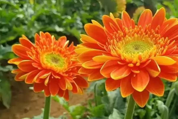图片[2]-增加扶郎花开花量的方法和重点？增加扶郎花开花量要做好哪些细节？-会东网