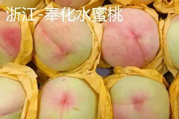 图片[3]-认识中国四大桃乡的方法和重点？认识中国四大桃乡要做好哪些细节？-会东网