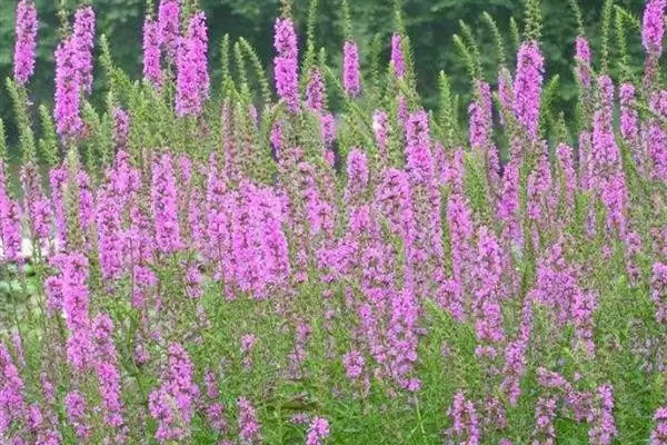 图片[2]-千屈菜的多年生奥秘：多年生植物的生长特点-会东网