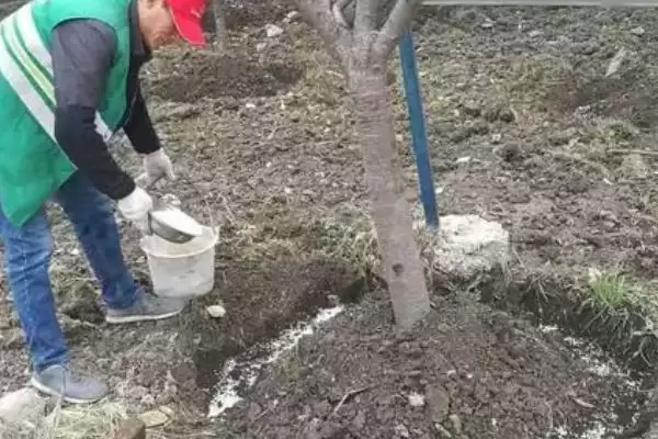 图片[2]-释迦果的施肥要点？给释迦果施肥要掌握哪些关键的施肥时间和方法？-会东网