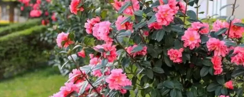 山茶花的主要产地？了解山茶花主要产地要知晓哪些地域分布要点？-会东网