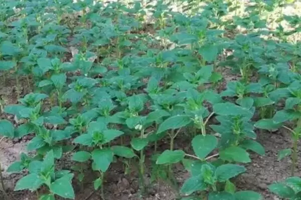 图片[3]-掌握芝麻苗期管理方法的方法和重点？掌握芝麻苗期管理方法要做好哪些细节？-会东网