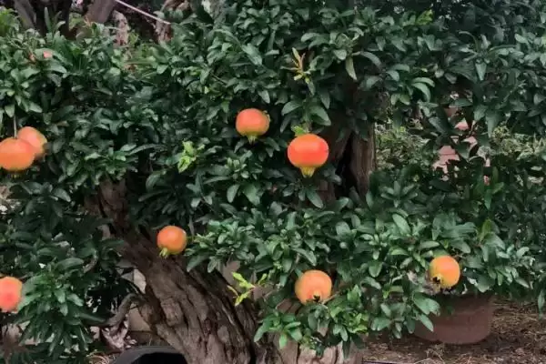 图片[2]-盆栽石榴树开花结果时间：扦插苗三四年开花结果的成长奇迹-会东网