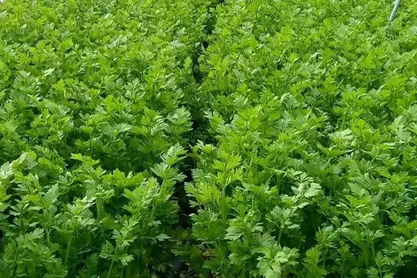 图片[3]-芹菜斑枯病防治秘籍：种子消毒、平衡施肥的要点-会东网