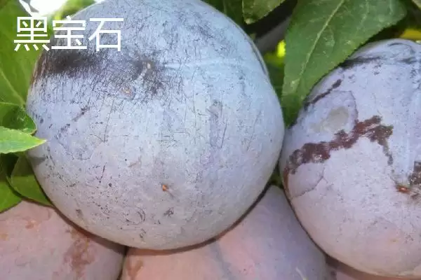 图片[4]-探寻早红李产地的方法和重点？探寻早红李产地要做好哪些细节？-会东网