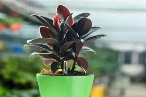 图片[6]-养橡皮树的方法和重点？养橡皮树要做好哪些细节？-会东网