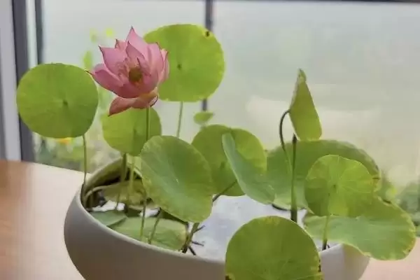 图片[2]-种植碗莲所需盆深的要点和依据？种植碗莲选盆需关注哪些要点？-会东网