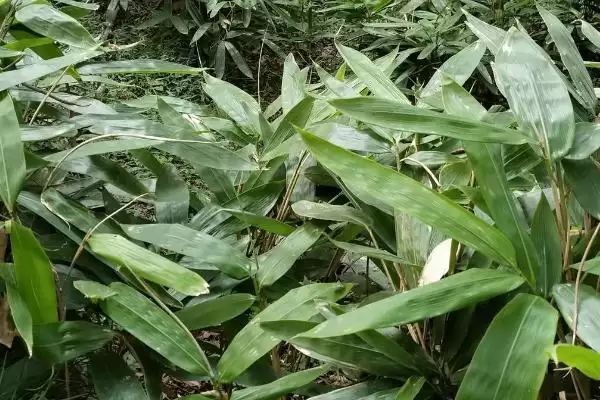 图片[2]-箬叶和粽叶的区别？区分箬叶和粽叶要关注哪些重要的差异点？-会东网