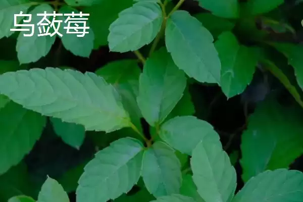 图片[3]-绞股蓝和乌蔹莓的区别 ,绞股蓝与乌蔹莓有何不同-会东网
