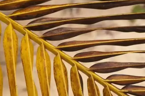 图片[7]-棕榈树种植的方法和要点？种植棕榈树要掌握哪些关键步骤？-会东网