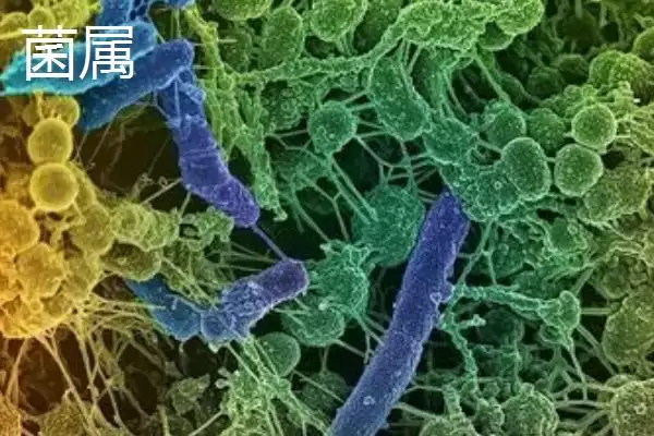 图片[7]-菌种的定义 ,菌种具体指的是什么微生物呢？-会东网