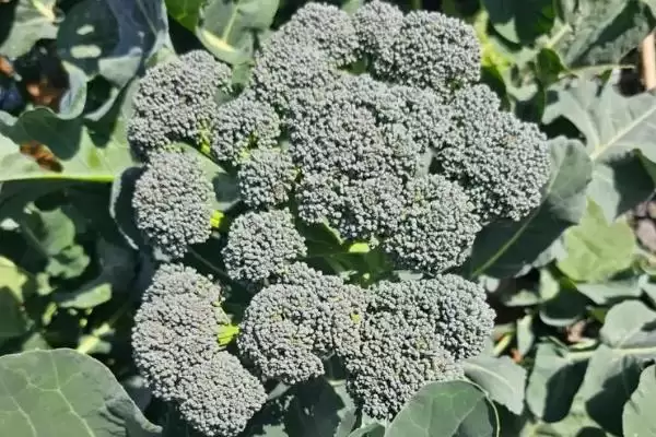 图片[3]-西兰花传入中国时间的要点和解读？了解西兰花传入需关注哪些关键信息？-会东网