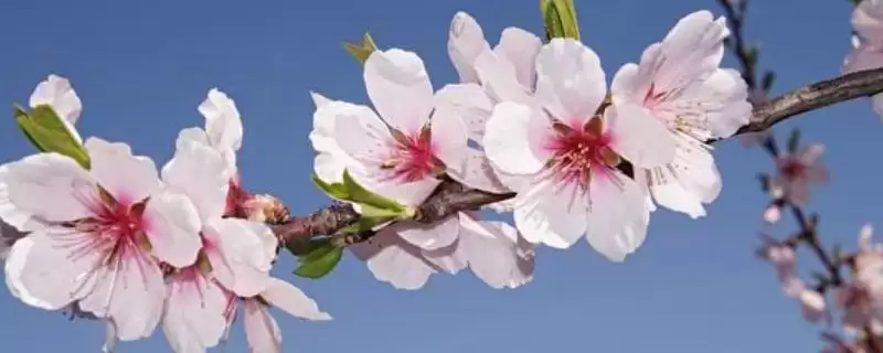 梅花具有哪些优秀的品质呢 ,梅花寓意强大独立、坚韧顽强等品质-会东网