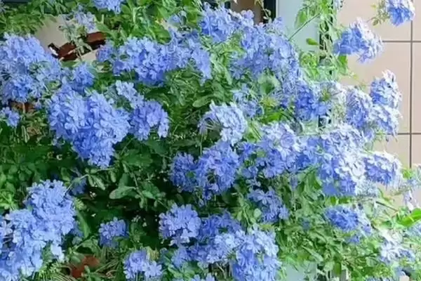 图片[2]-蓝雪花的花期 ,蓝雪花的花期能持续几个月呢？-会东网