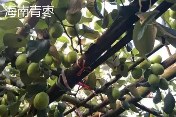 图片[3]-青枣成熟上市时间揭秘：不同品种上市时间差异原因-会东网