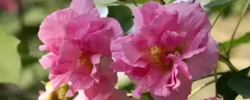 九月份开放的花卉 ,九月份有哪些花卉会开放呢？-会东网