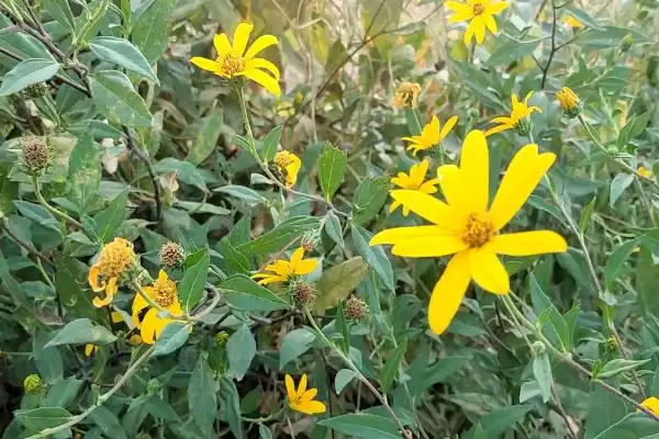 图片[3]-菊芋田间管理技术 ,菊芋幼苗出土后要做什么工作呢？-会东网