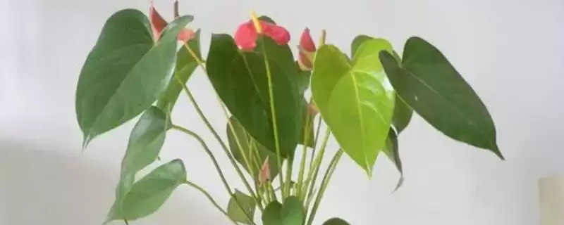 水培红掌怎么养？水培红掌要掌握哪些关键的水培养护方法和要点？-会东网